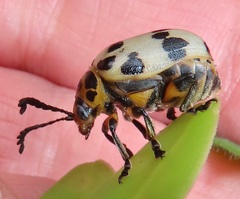 Polyclada pectinicornis