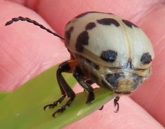 Polyclada pectinicornis