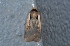 Dichagyris triangularis