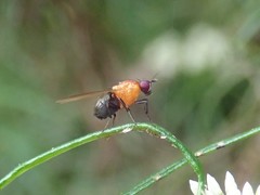 Sapromyza sciomyzina