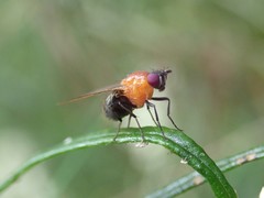 Sapromyza sciomyzina