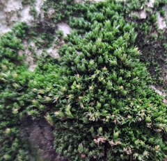 Orthotrichum diaphanum