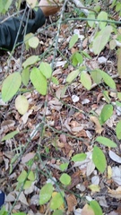 Euphorbia tithymaloides