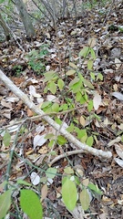 Euphorbia tithymaloides