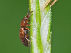 Kateretes pedicularius