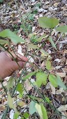 Euphorbia tithymaloides