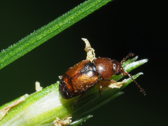 Kateretes pedicularius