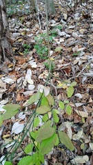 Euphorbia tithymaloides