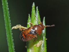Kateretes pedicularius