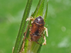 Kateretes pedicularius