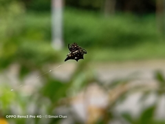Thelacantha brevispina