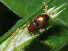 Kateretes pedicularius