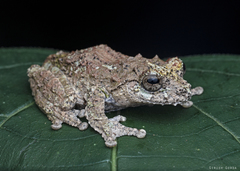 Kalpatta Yellow Bush Frog photo 3