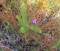 Polygala refracta