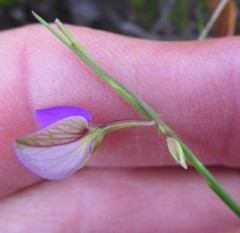 Polygala refracta