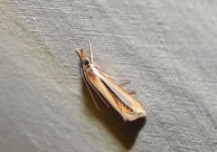 Classeya argyrodonta