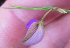 Polygala refracta