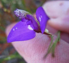 Polygala refracta