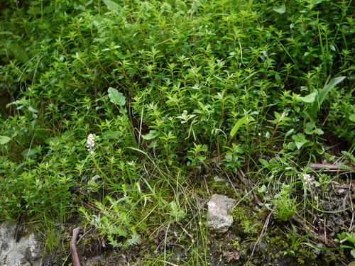 Aletris pauciflora, photograph 1