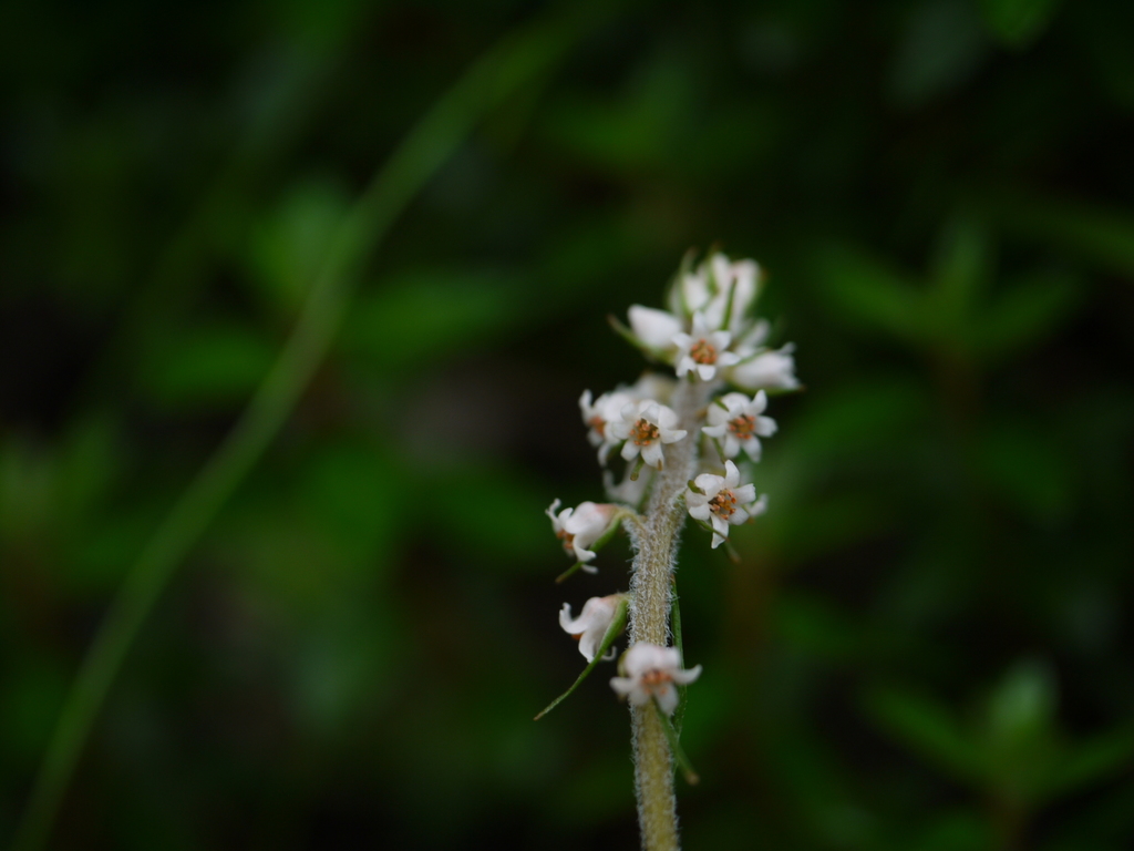 Aletris pauciflora