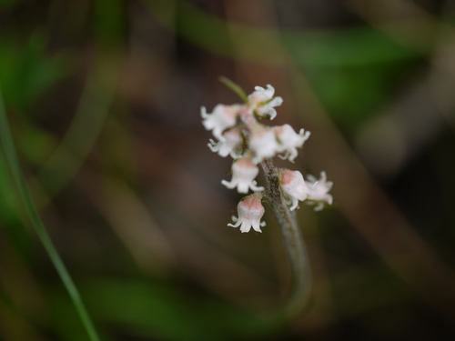 Aletris pauciflora, photograph 3