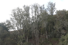 Lyonothamnus floribundus floribundus