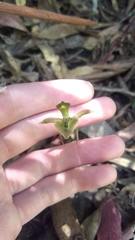 Chiloglottis gunnii