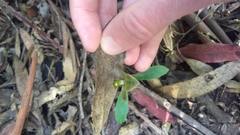 Chiloglottis gunnii