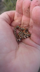 Homoroselaps lacteus