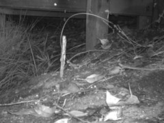 Antechinus flavipes leucogaster