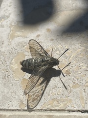 Cephonodes australis