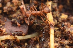 Acromyrmex octospinosus