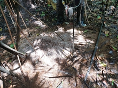 Acromyrmex octospinosus