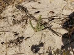 Aspalathus retroflexa