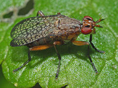 Coremacera fabricii