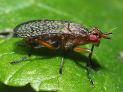 Coremacera fabricii