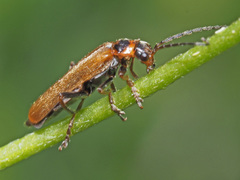 Cantharis figurata
