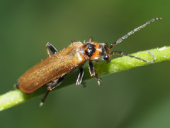 Cantharis figurata