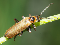 Cantharis figurata