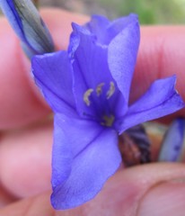 Aristea racemosa