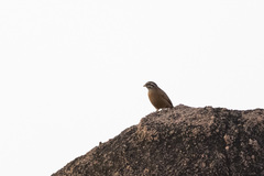 Emberiza goslingi