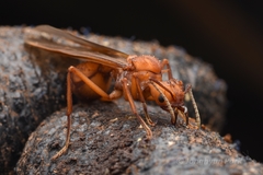 Acromyrmex octospinosus