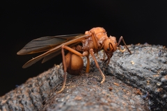 Acromyrmex octospinosus