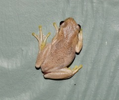 Litoria dentata