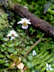 Viola filicaulis
