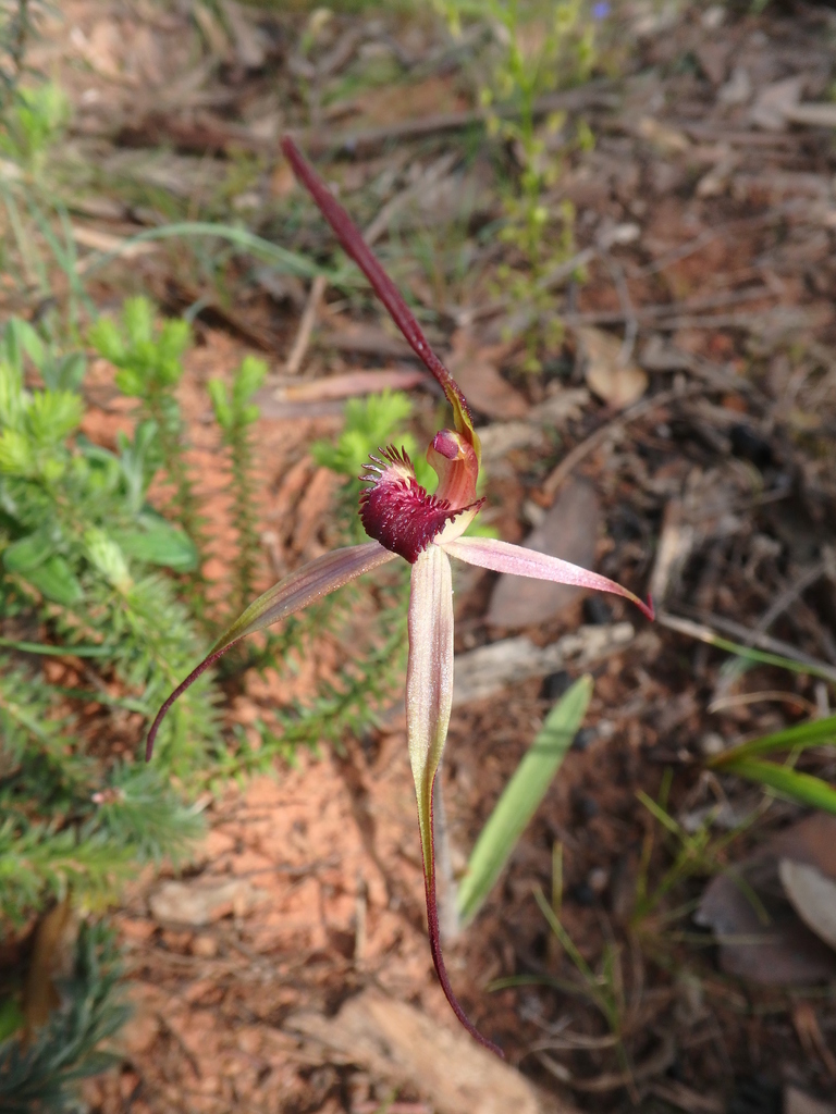 wine-lipped spider-orchid