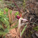 Wine-lipped Spider-Orchid - Photo (c) Michael Keogh, some rights reserved (CC BY-NC-SA), uploaded by Michael Keogh