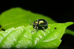 Trichochrysea