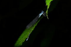 Coeliccia membranipes