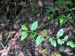 Acalypha eremorum